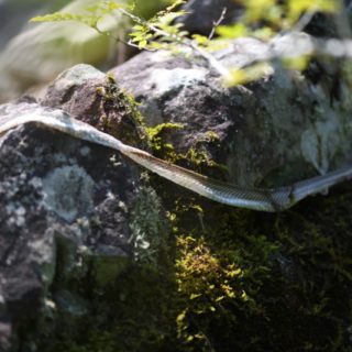 お部屋の片付けで上がる運気とは?簡単に生活のクオリティを高めてみませんか?