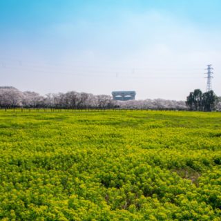 さいたま市桜区のおすすめ部屋片づけ代行業者ランキング|料金相場と安く利用するコツ
