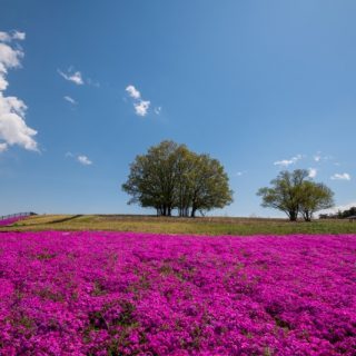 本庄市のおすすめ部屋片づけ代行業者ランキング|料金相場と安く利用するコツ