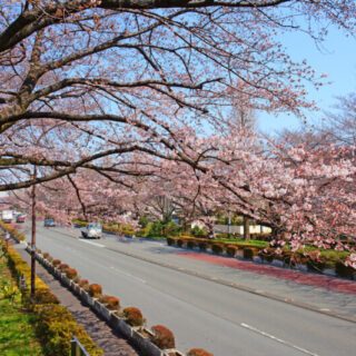 国立市アイキャッチ