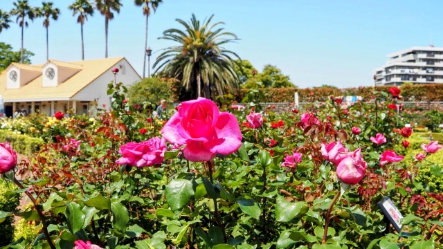 習志野市の粗大ゴミの出し方！料金や持ち込み方法について詳しく解説