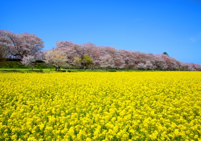 幸手市の粗大ゴミの出し方！収集場所や持ち込み先、回収料金も解説！