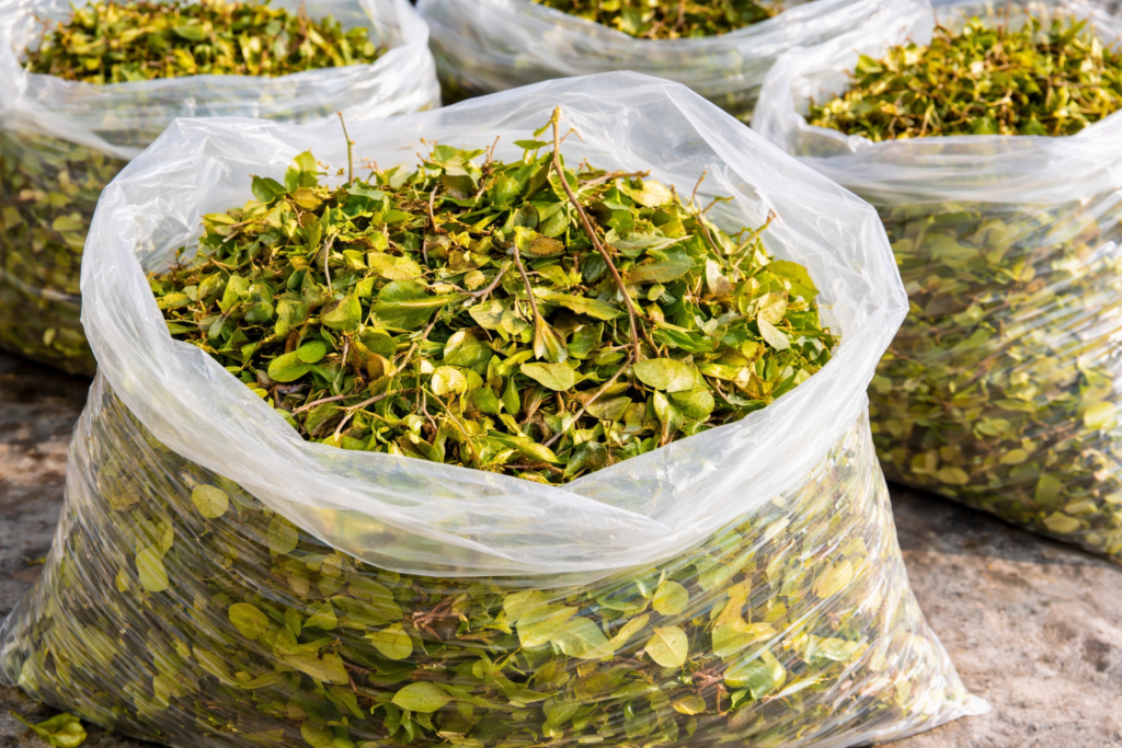 草木処分・雑草処理の方法を解説！自治体・業者の違いや費用相場も紹介