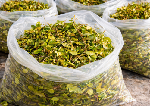 草木処分・雑草処理の方法を解説!自治体・業者の違いや費用相場も紹介