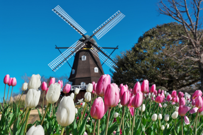 船橋市の粗大ゴミの出し方！申し込み方法や料金・自治体以外の方法も紹介